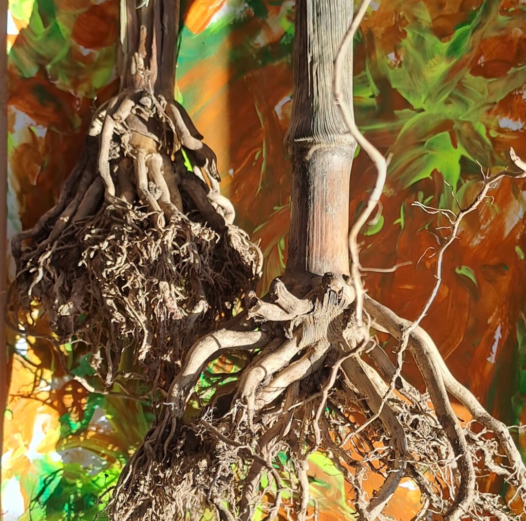 cat cow festival michelle jacobi3 scaled